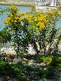 Meersburg 09.15 013