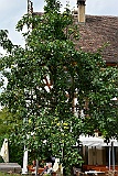 Meersburg 09.15 279