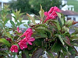 Meersburg 09.15 292