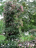 Meersburg 09.15 412