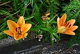 D71 0489
