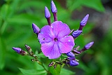 D71 0520