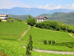 Kaltern 061
