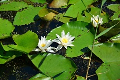 Kaltern 207