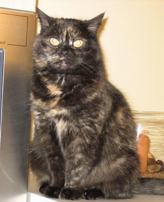 Mandy von 4.11.2001 bis 27.04.2015 bei uns