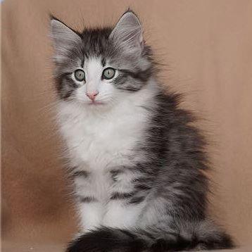 Nele - 10 Wochen alt